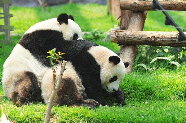 Quels sont les meilleurs endroits pour observer les pandas géants en Chine ?