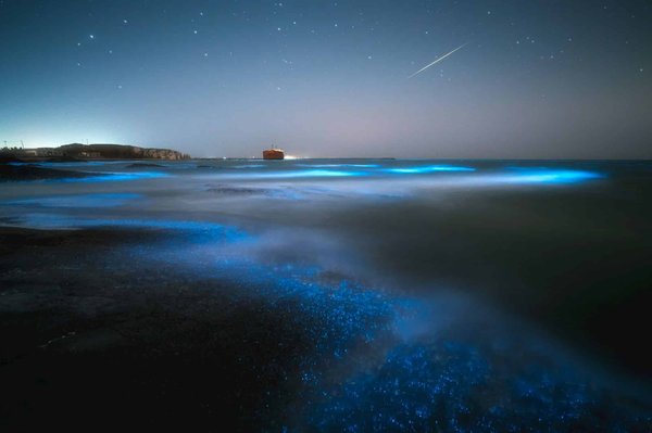 Quelles croisières proposent des séminaires sur la bioluminescence marine et où les observer?